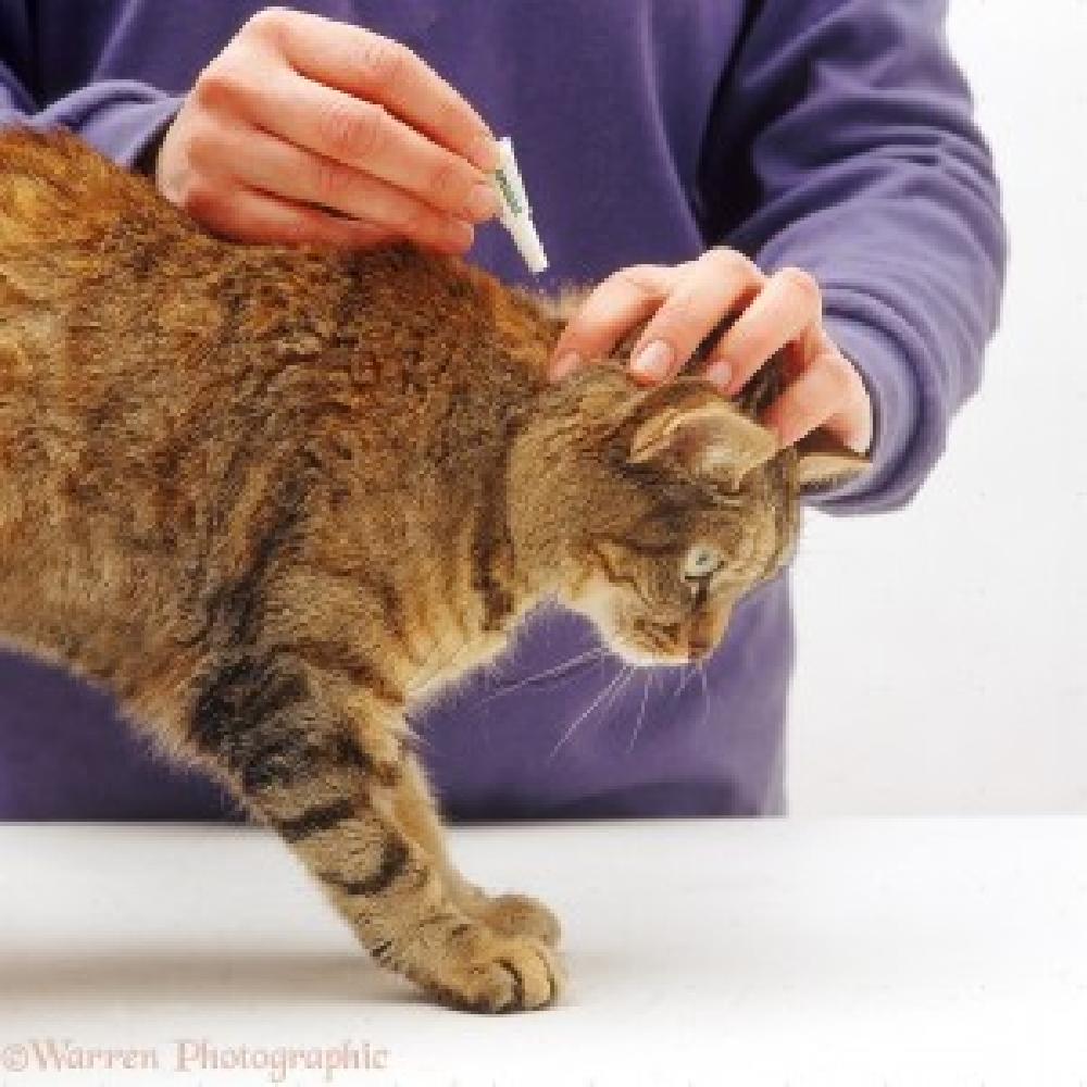 Dùng Thuốc Nhỏ Trị Ve Giúp Mèo Mau Khỏi Bệnh Hơn
