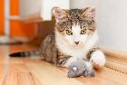 5 Lời Khuyên Khi Mèo Yêu Ở Nhà Một Mình