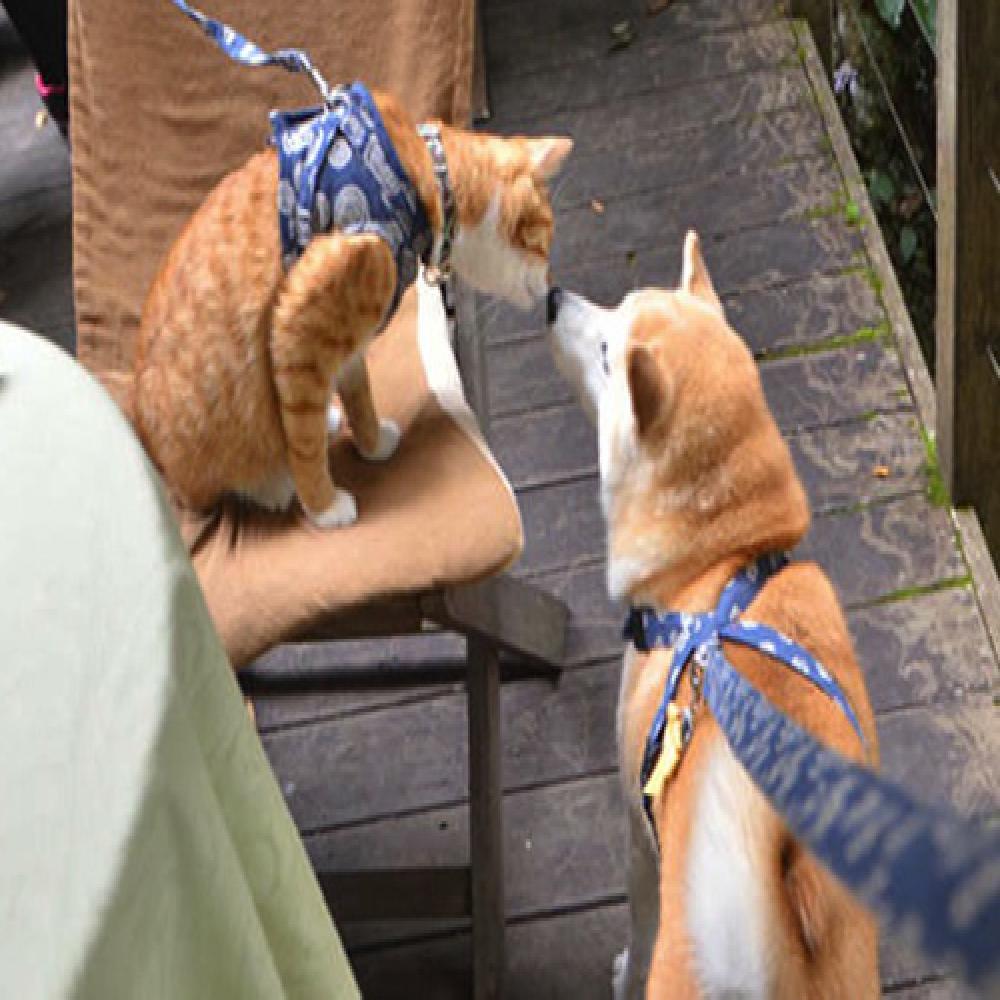 Bộ Ảnh Ngọt Ngào Của Cặp Đôi Chó Mèo Tại Nhật Bản