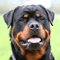 Chó Rottweiler - Bước Chân La Mã