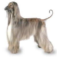 Chó Săn Afghan - Vua Của Loài Chó