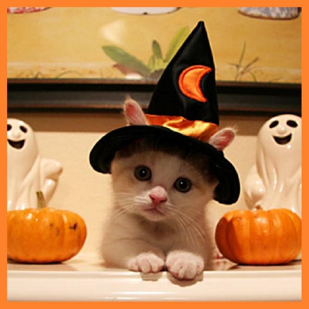 Chơi Halloween Cùng Mèo Cưng!