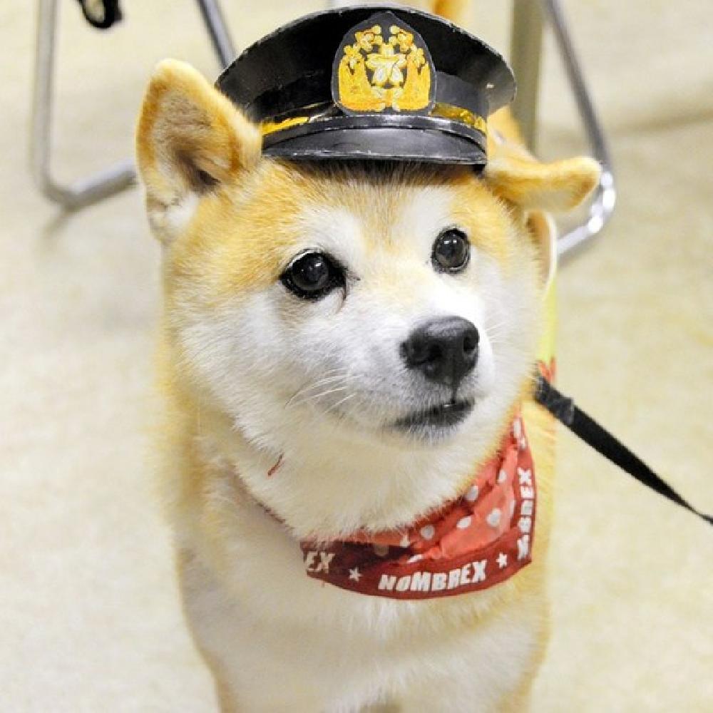 Chú Chó Cứu Hỏa Được Nhiều Người Nhật Yêu Mến
