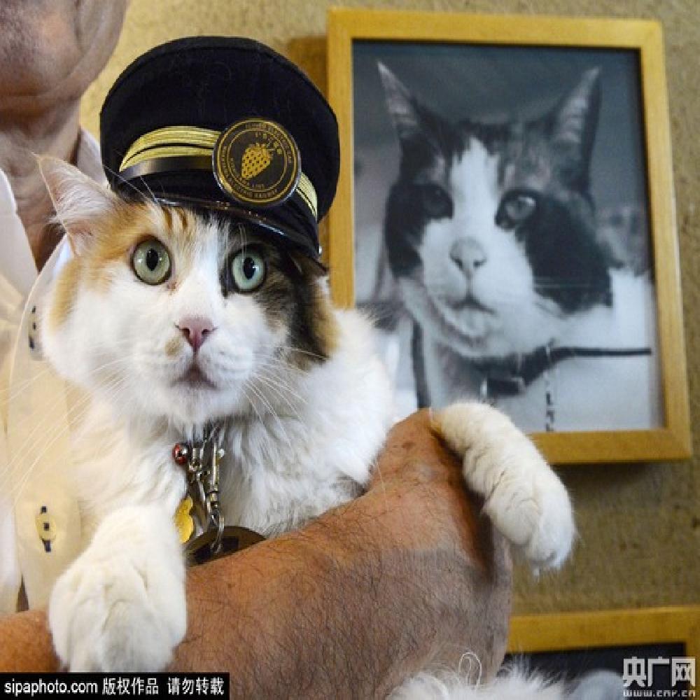 Chú Mèo Nhậm Chức Trưởng Ga Tàu Ở Nhật