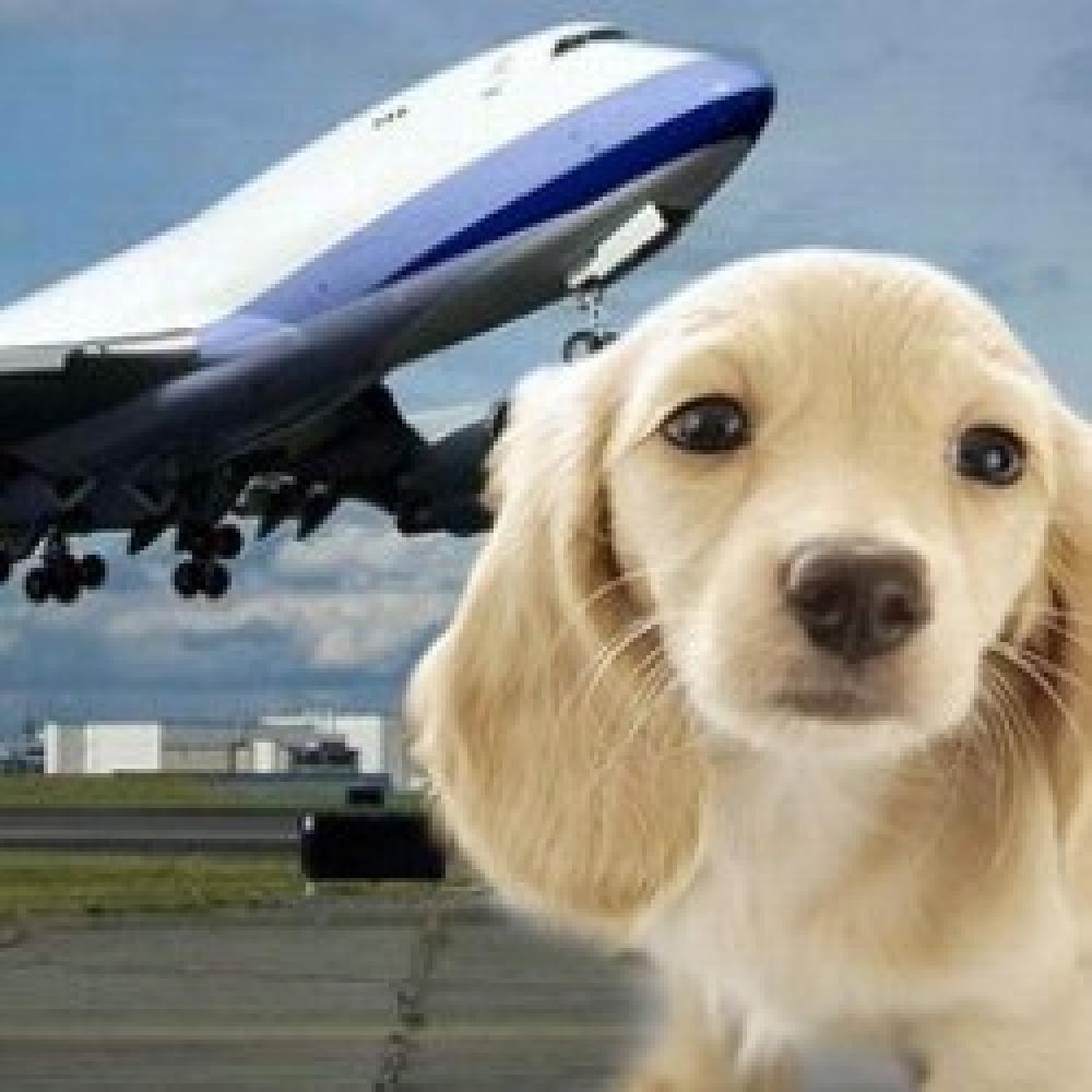 Di chuyển bằng máy bay cùng thú cưng - Phần 1