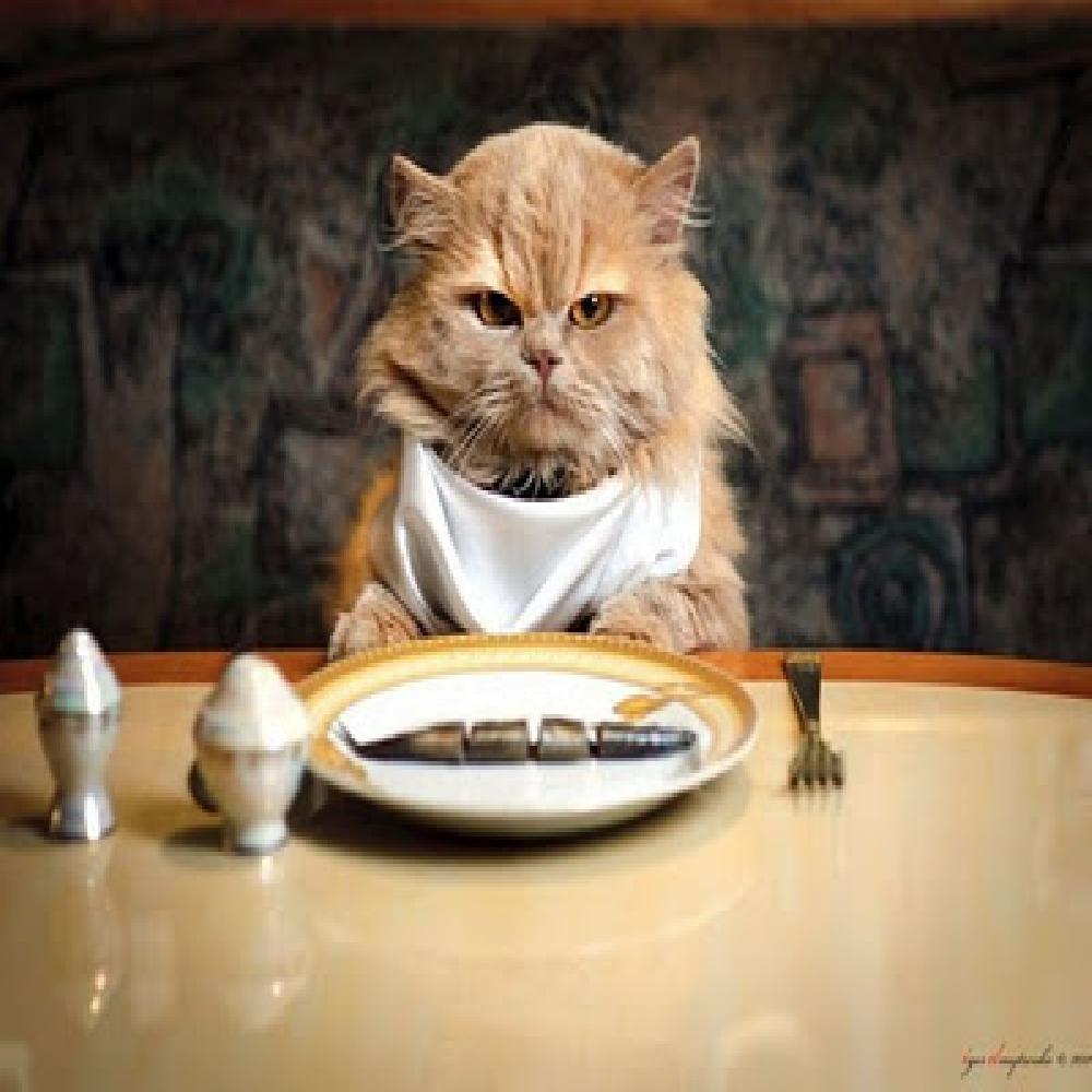 Đừng Bao Giờ Cho Mèo Ăn Những Món Này!