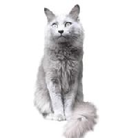 Mèo Nebelung - Sinh Vật Giữa Màn Sương