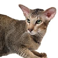 Oriental - Chú Mèo Mặt Chuột