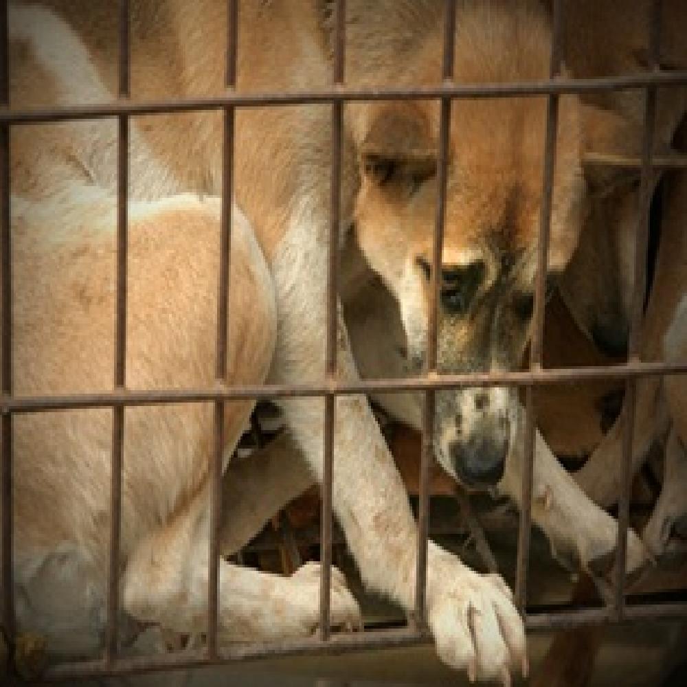 Nạn trộm chó hoành hành tại Việt Nam