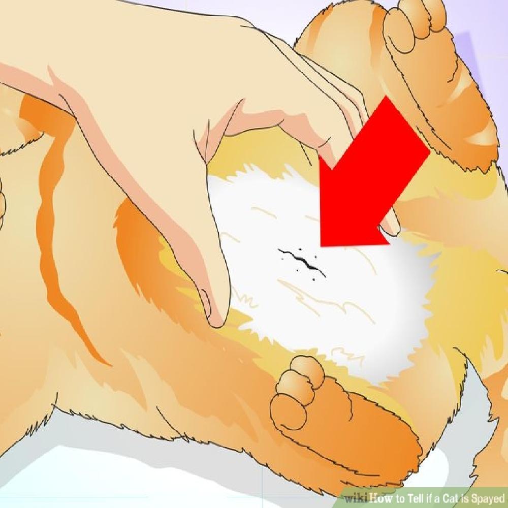 Những Điều Cần Chuẩn Bị Khi Triệt Sản Chó Mèo