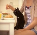 Thức Ăn Mèo Chỉ Được Ăn Số Lượng Ít