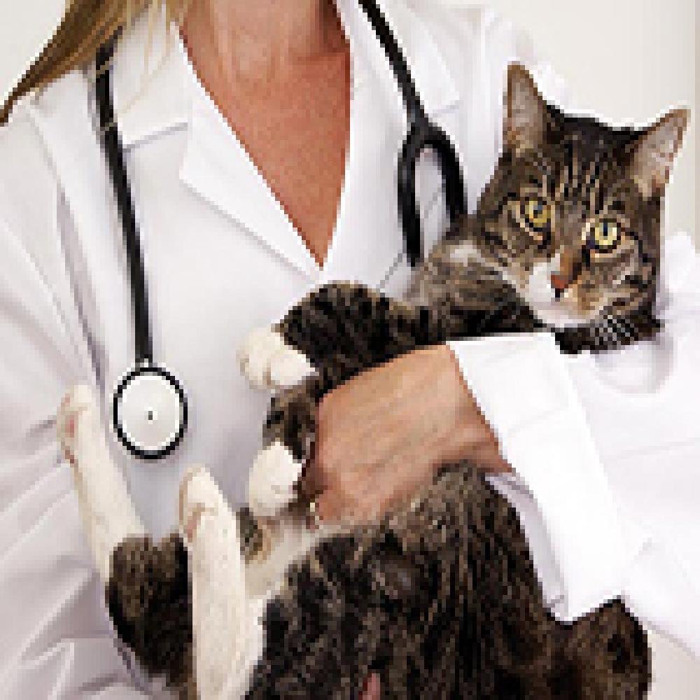 Tìm Hiểu Về Vắc Xin Cho Vật Nuôi Phần 2 - Mèo