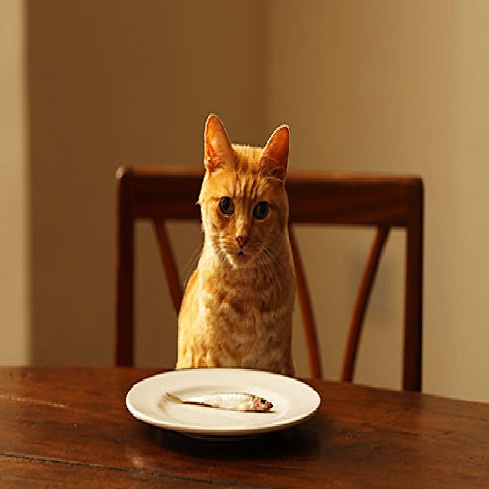 Top 8 Thức Ăn Của Người Phù Hợp Với Mèo